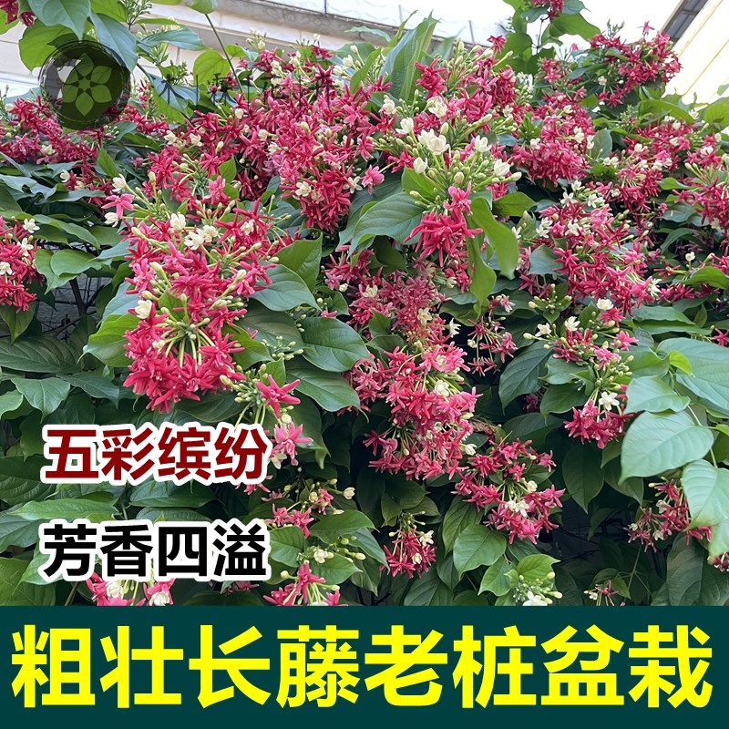 多彩重瓣使君子老桩爬藤植t物花期长单瓣大苗带花苞盆栽耐寒热耐