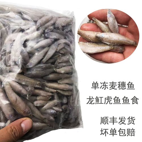 新鲜麦穗鱼冷冻饲料单冻龙鱼虎鱼鱼食H冷冻虾冷冻沉底鱼虎鱼魟鱼