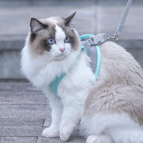 夏季猫狗胸背牵引绳防挣脱可伸缩