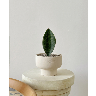 植物私生活 原生种硬叶虎皮兰鲸鱼宝镜一片叶桌面小众趣味植物