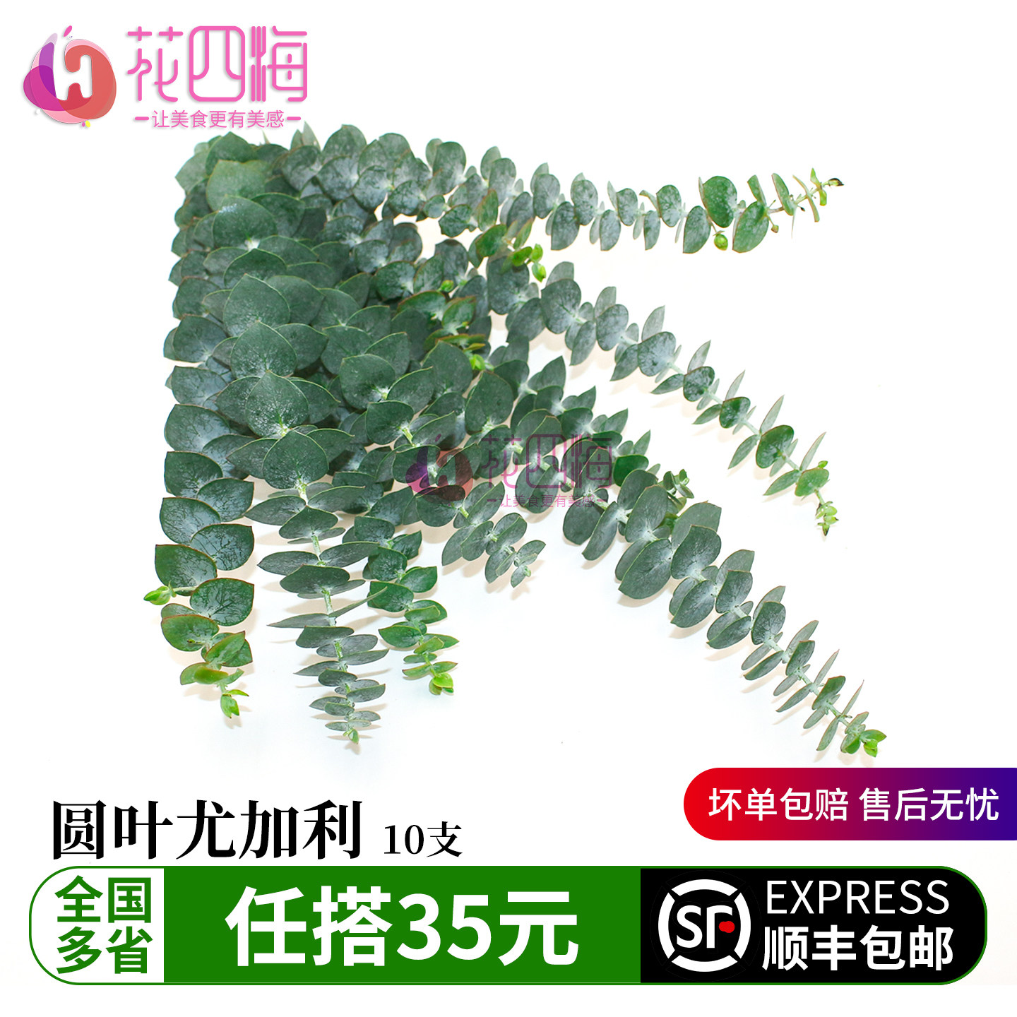 新鲜圆叶尤加利 桉树枝叶 酒店西餐花草摆盘蛋糕烘焙冷艺装饰点缀
