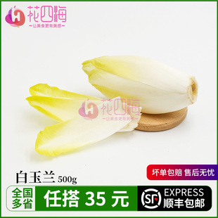 新鲜玉兰菜250g 白玉兰软化菊苣 菊心芽球 金玉兰菜 高级沙拉食材