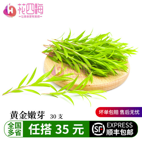 新鲜黄金柳芽嫩芽30支黄金银柳烘焙蛋糕西餐装饰西餐摆盘装饰花草