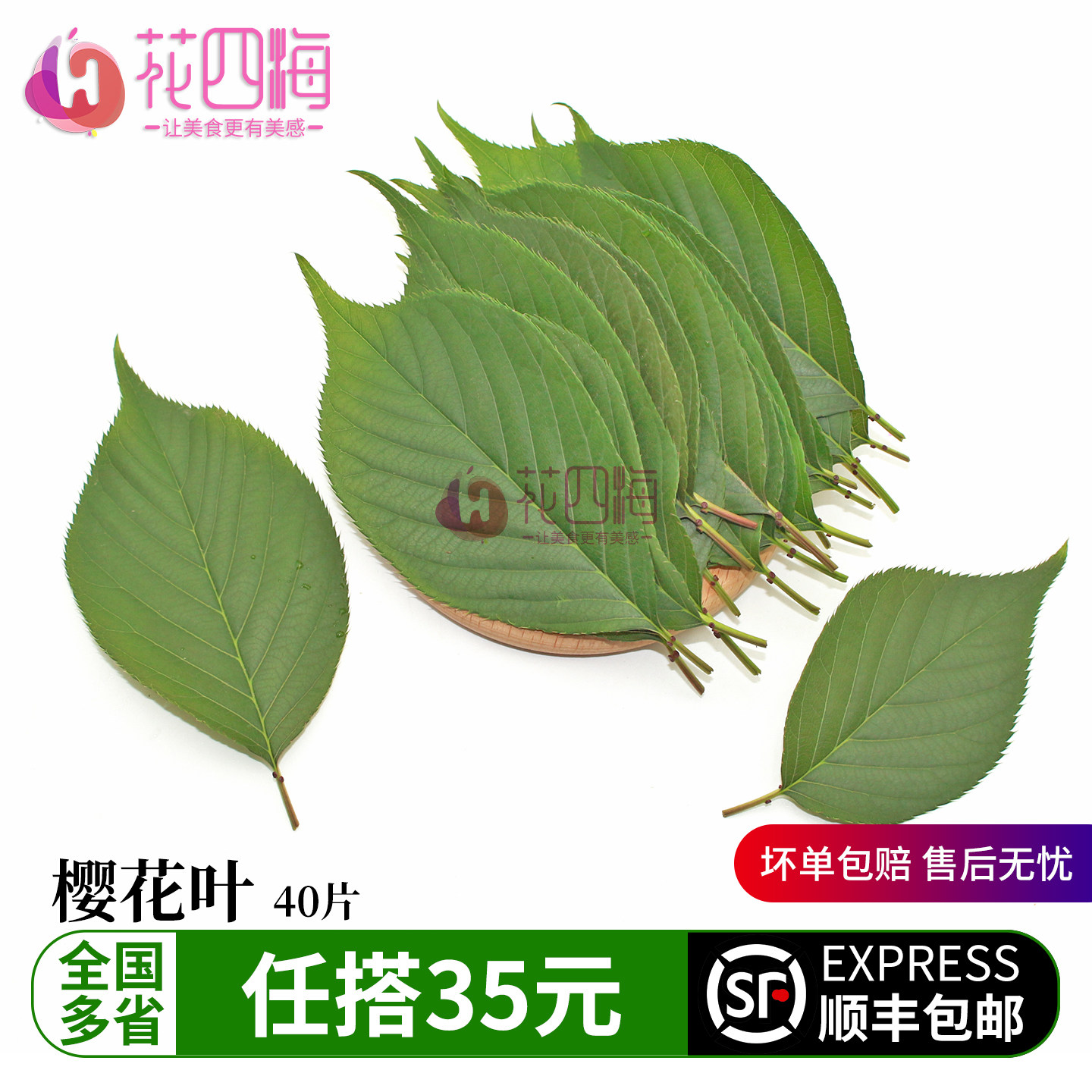 新鲜樱花叶 绿色叶子 绿叶日料烘焙蛋糕盘饰西餐摆盘装饰花草点缀