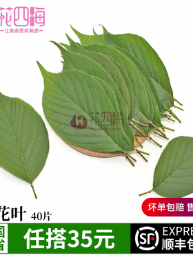 新鲜樱花叶 绿色叶子 绿叶日料烘焙蛋糕盘饰西餐摆盘装饰花草点缀