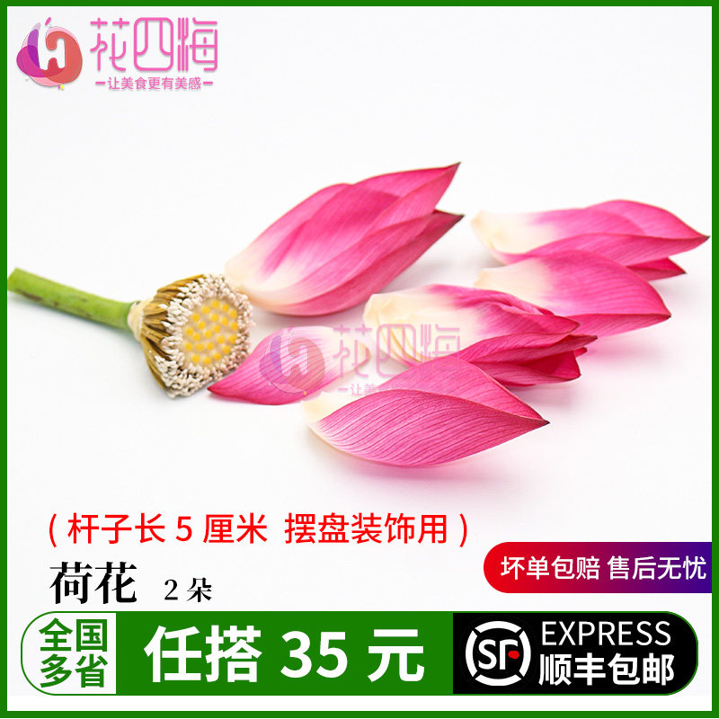 新鲜荷花 莲花荷花苞 摆盘装饰花酒店西餐摆盘装饰点缀