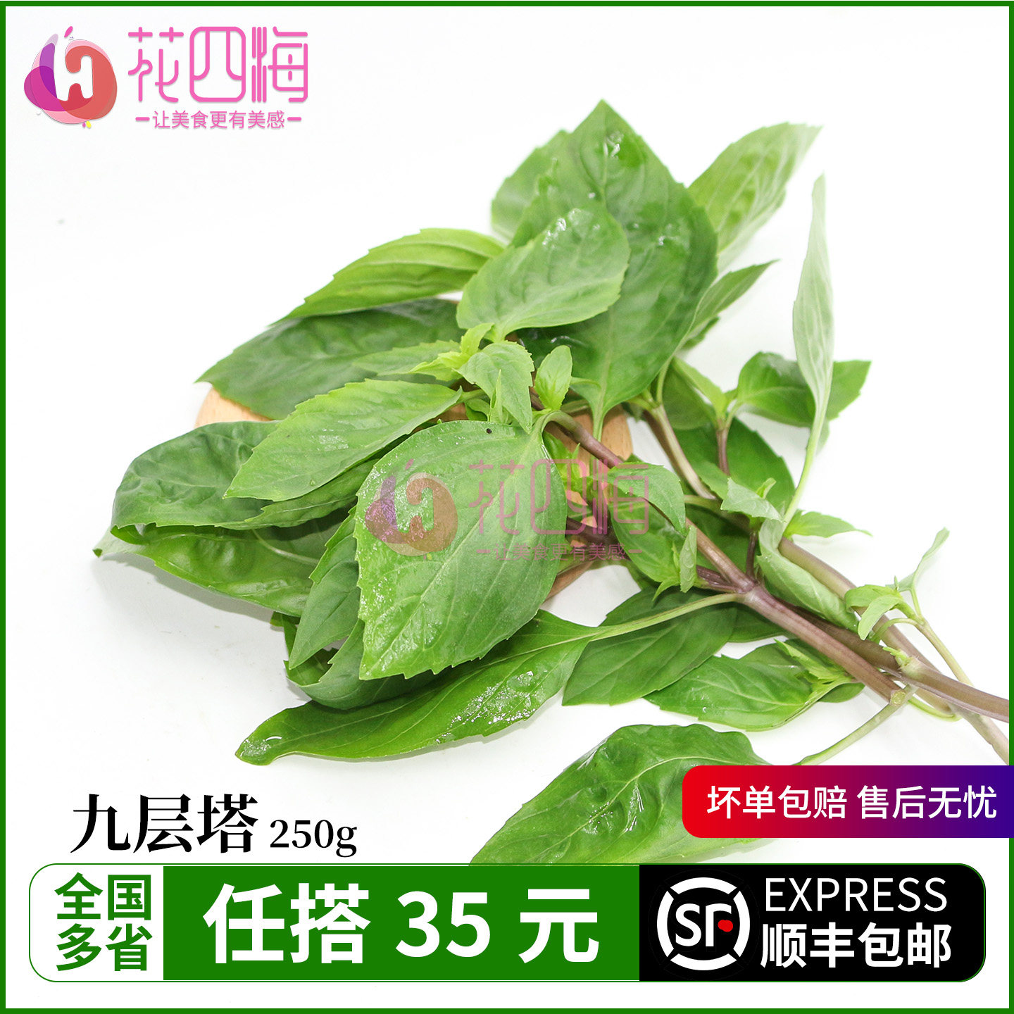 新鲜九层塔 新鲜香料 金不换 红骨罗勒叶