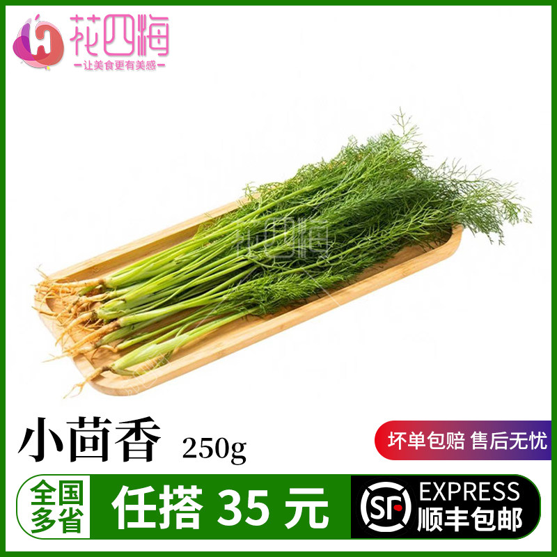 新鲜小茴香物美价廉西餐餐饮摆盘