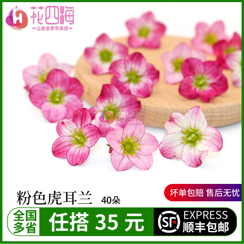 新鲜粉色虎耳兰 虎儿花40朵 日料西餐蛋糕甜饮品烘焙摆盘装饰花草