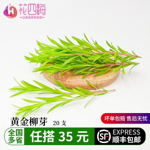 新鲜黄金柳芽西餐料理烘焙摆盘