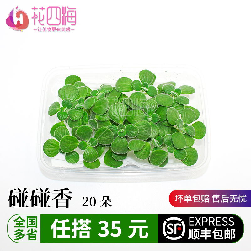 新鲜采摘碰碰香坏单包赔物美价廉