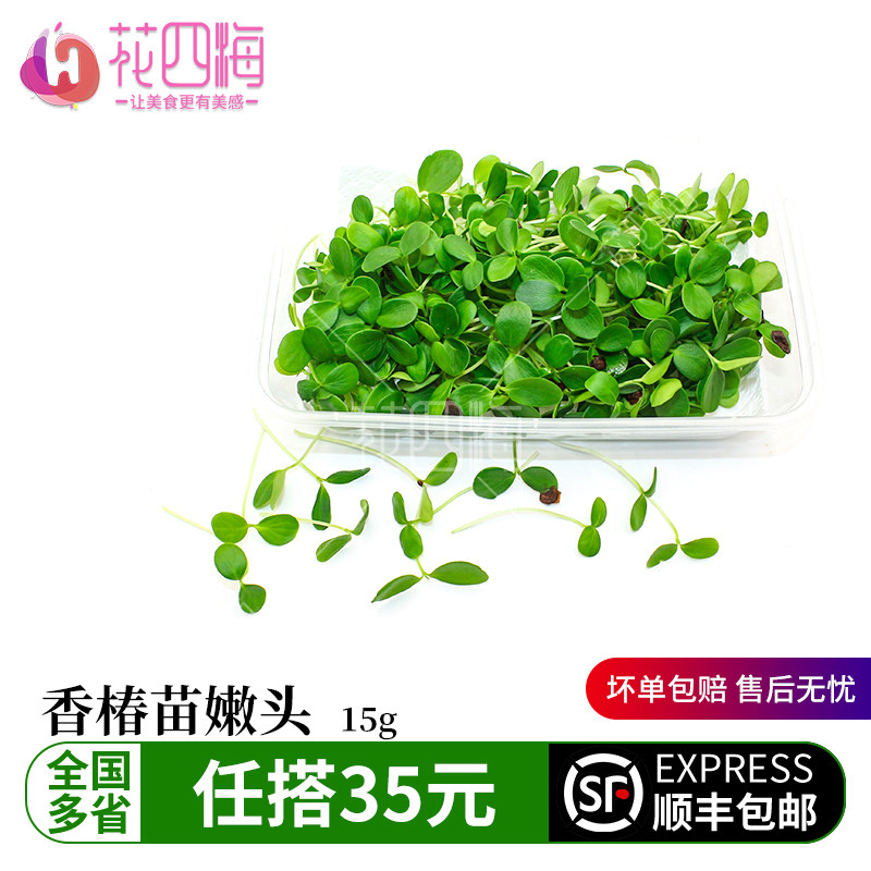 新鲜芽苗 香椿苗嫩头 轻食素食西餐摆盘装饰菜餐饮酒店摆盘芽苗