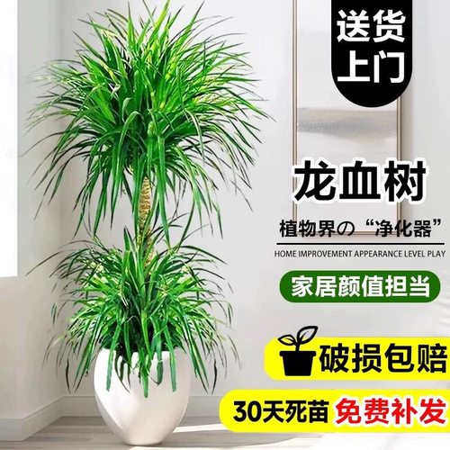 龙血树客厅绿植旺宅摆件龙须树室内大型盆栽龙铁树办公室落地植物