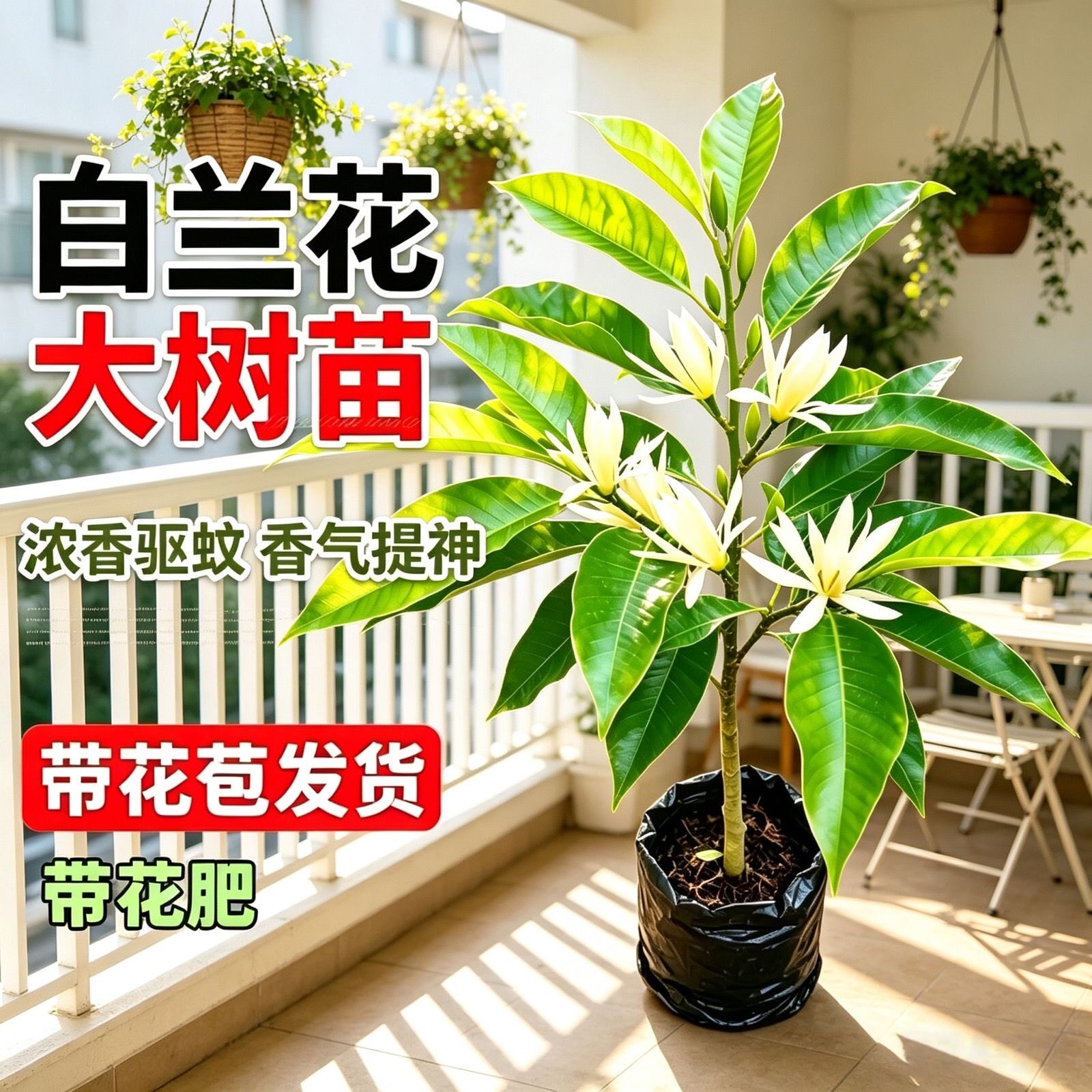 白兰花大树苗带花苞矮化玉兰花老桩盆栽紫黄角黄果兰花卉绿植植物