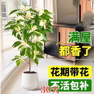 大盆白兰花盆栽玉兰花树苗带花苞室内庭院浓香花卉四季开花好植物