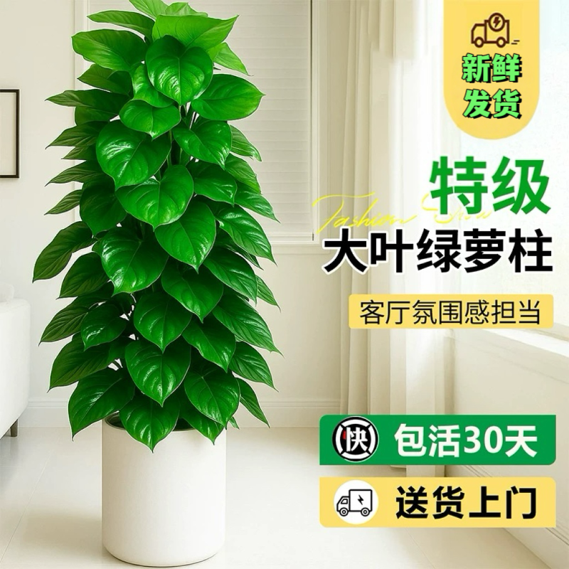 大叶绿萝柱盆栽客厅大型绿植办公室内除甲醛净化空气新房好养绿箩