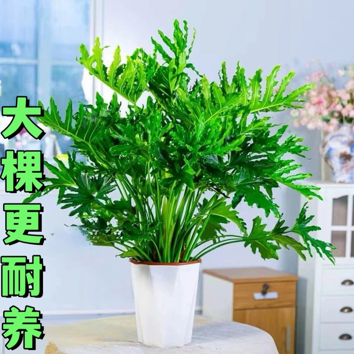 龙鳞春羽盆栽大型号绿植室内观叶客厅老桩好养办公室净化空气植物