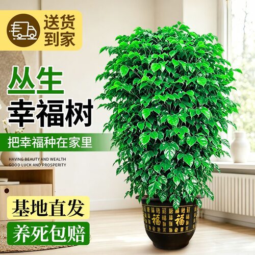 幸福树客厅盆栽送礼开业绿植四季常青盆栽净化空气大型室内好绿植