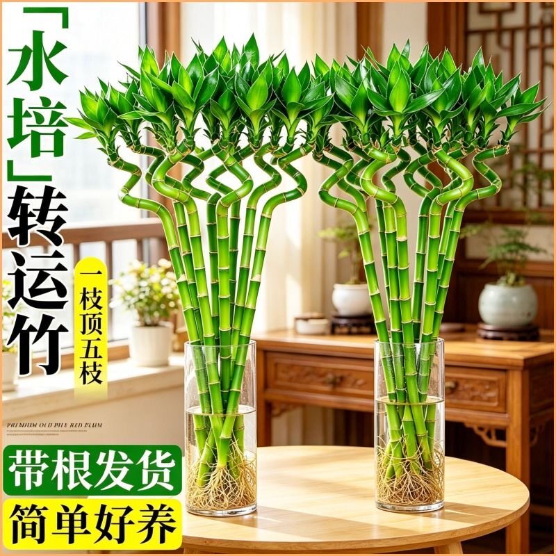 转运竹水培植物开运竹子室内盆栽客厅弯竹带根招财富贵幸福装饰品