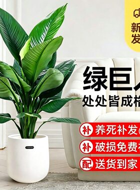 绿巨人盆栽绿植室内大型客厅植物净化空气除甲醛万年青好养活盆景