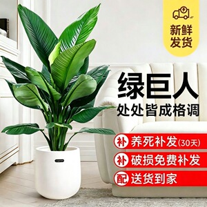绿巨人盆栽绿植室内大型客厅植物净化空气除甲醛万年青好养活盆景