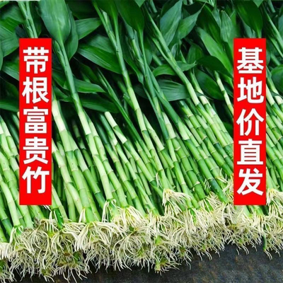 富贵竹水养水竹富贵竹带根须富贵竹带根粗大绿植大型盆栽植物花卉