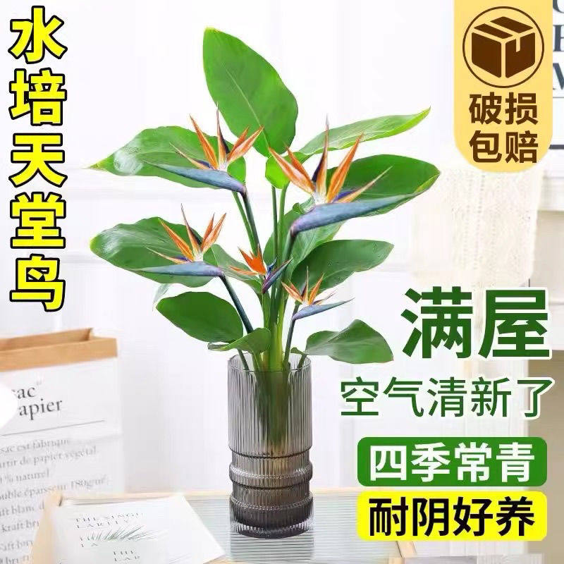 天堂鸟盆栽水培植物室内大型绿植客厅办公室水养鹤望兰四季好养活,鲜花速递/花卉仿真/绿植园艺,绿植,淘宝优惠券,粉丝福利购,淘宝优惠卷