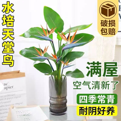 天堂鸟盆栽水培植物室内大型绿植客厅办公室水养鹤望兰四季好养活