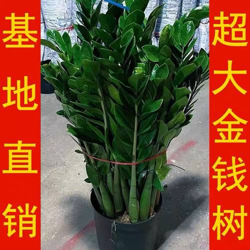 金钱树盆栽钱串子耐旱植物室内客厅办公室绿植净化空气发财树