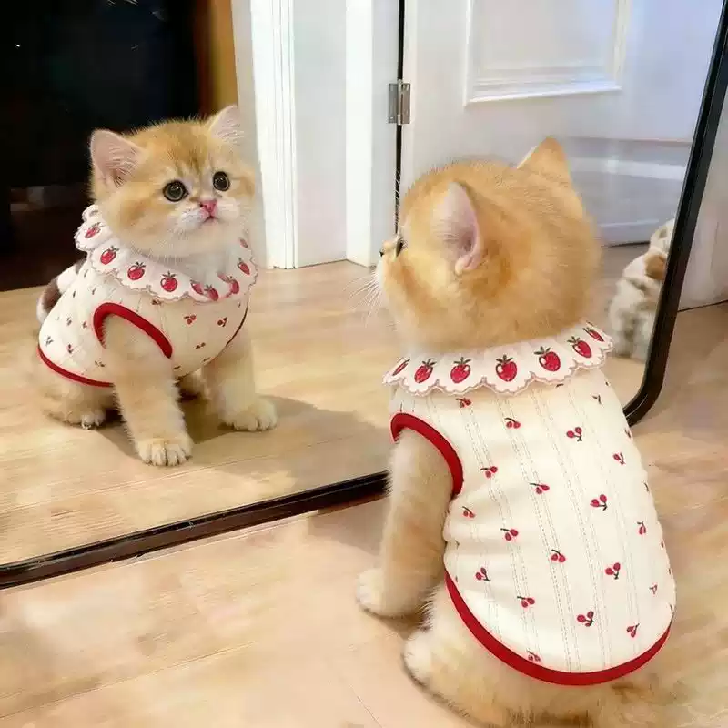宠物狗衣服猫咪花边背心超萌