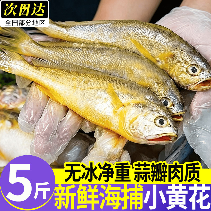 浙江台州野生海捕鲜冻小黄鱼整箱