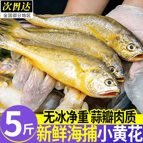 浙江台州野生海捕鲜冻小黄鱼整箱