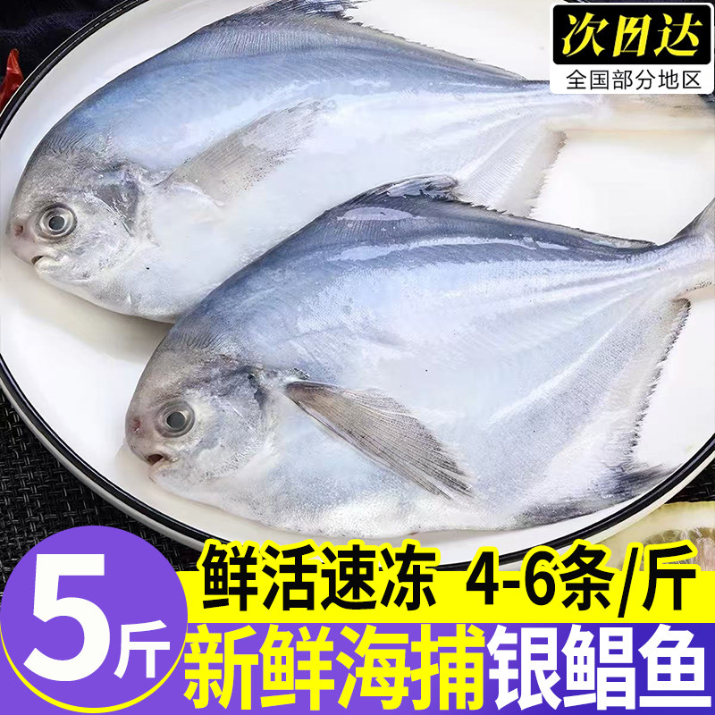 新鲜冷冻金银鲳鱼青岛同城送上门