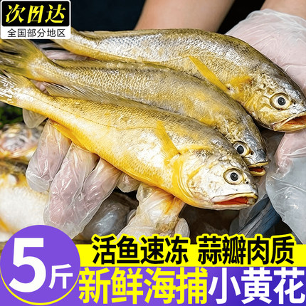 野生小黄鱼新鲜鲜活冷冻大黄花鱼海捕海鱼海鲜水产整箱顺丰批发