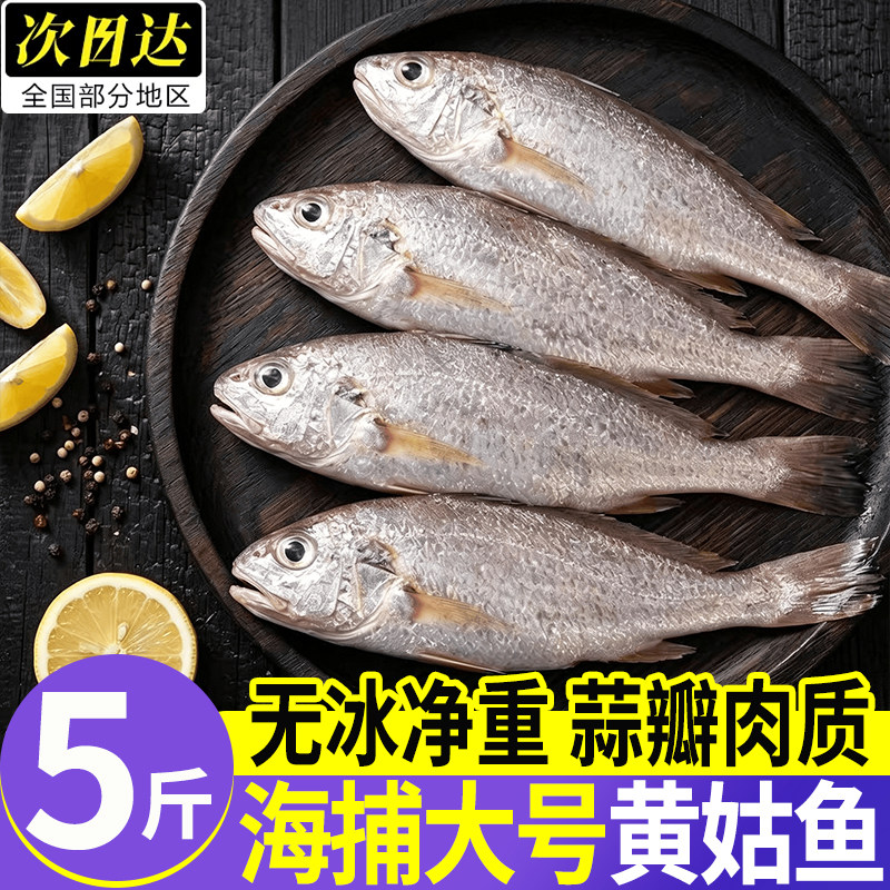 印度冷冻无冰小黄姑鱼2.5kg