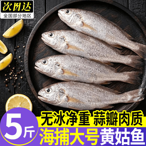 印度冷冻无冰小黄姑鱼2.5kg