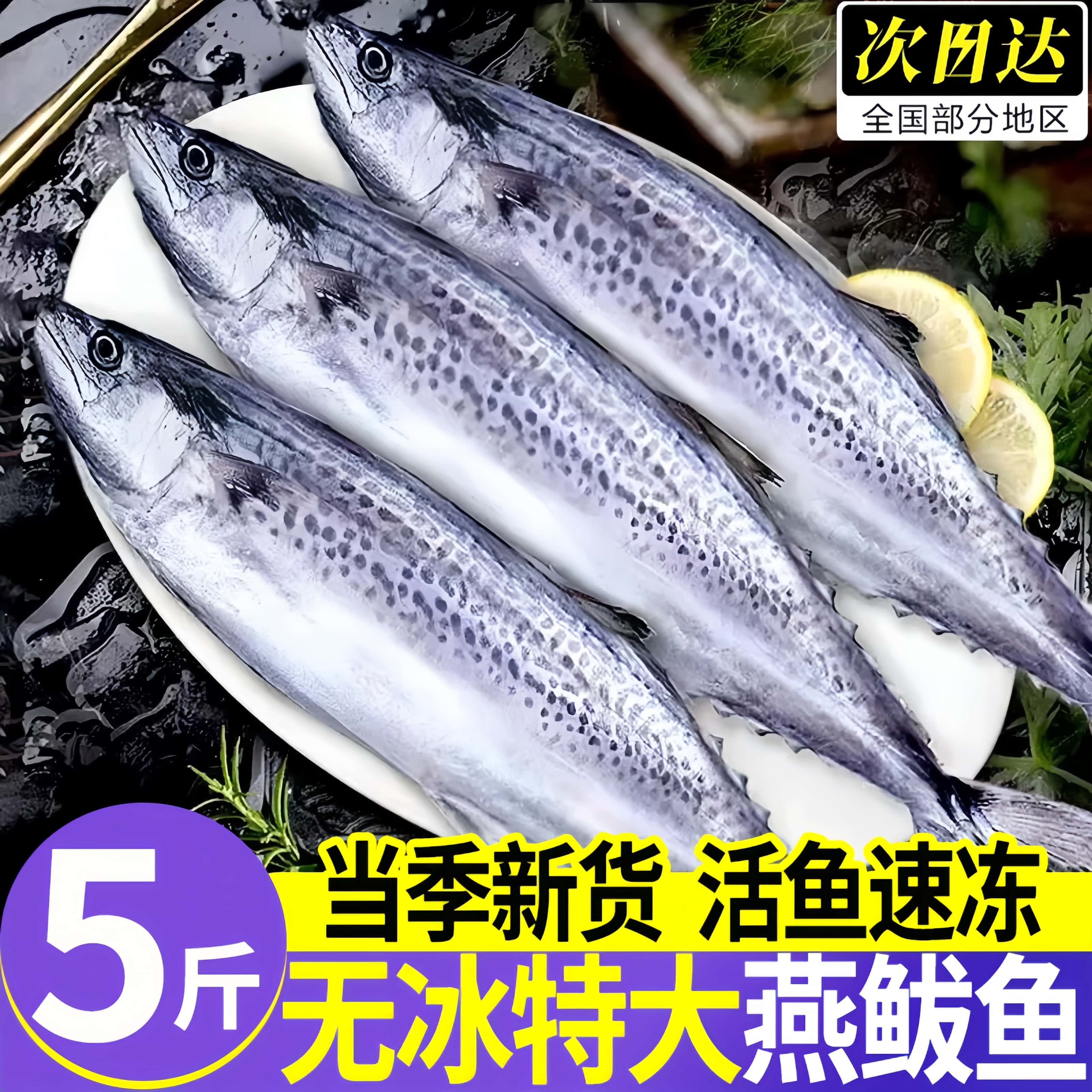 青岛鲜冻整箱马鲛鱼爆款