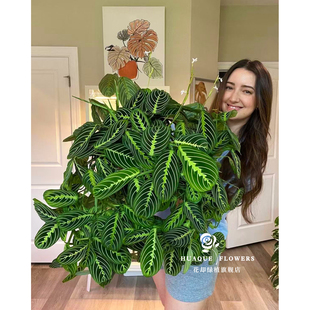 白脉红脉叶蝉竹芋Marante Leuconeura耐阴匍匐网红植物水培垂钓藤