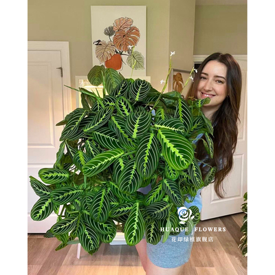 白脉红脉叶蝉竹芋Marante Leuconeura耐阴匍匐网红植物水培垂钓藤