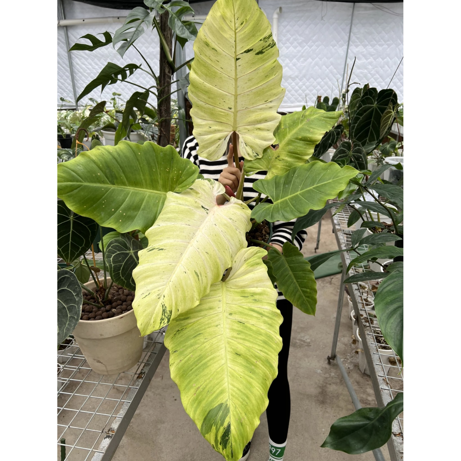 雪堆蔓绿绒绿天堂水培热带雨林 ins风热植室内阳台桌面盆栽耐活 - 实物图