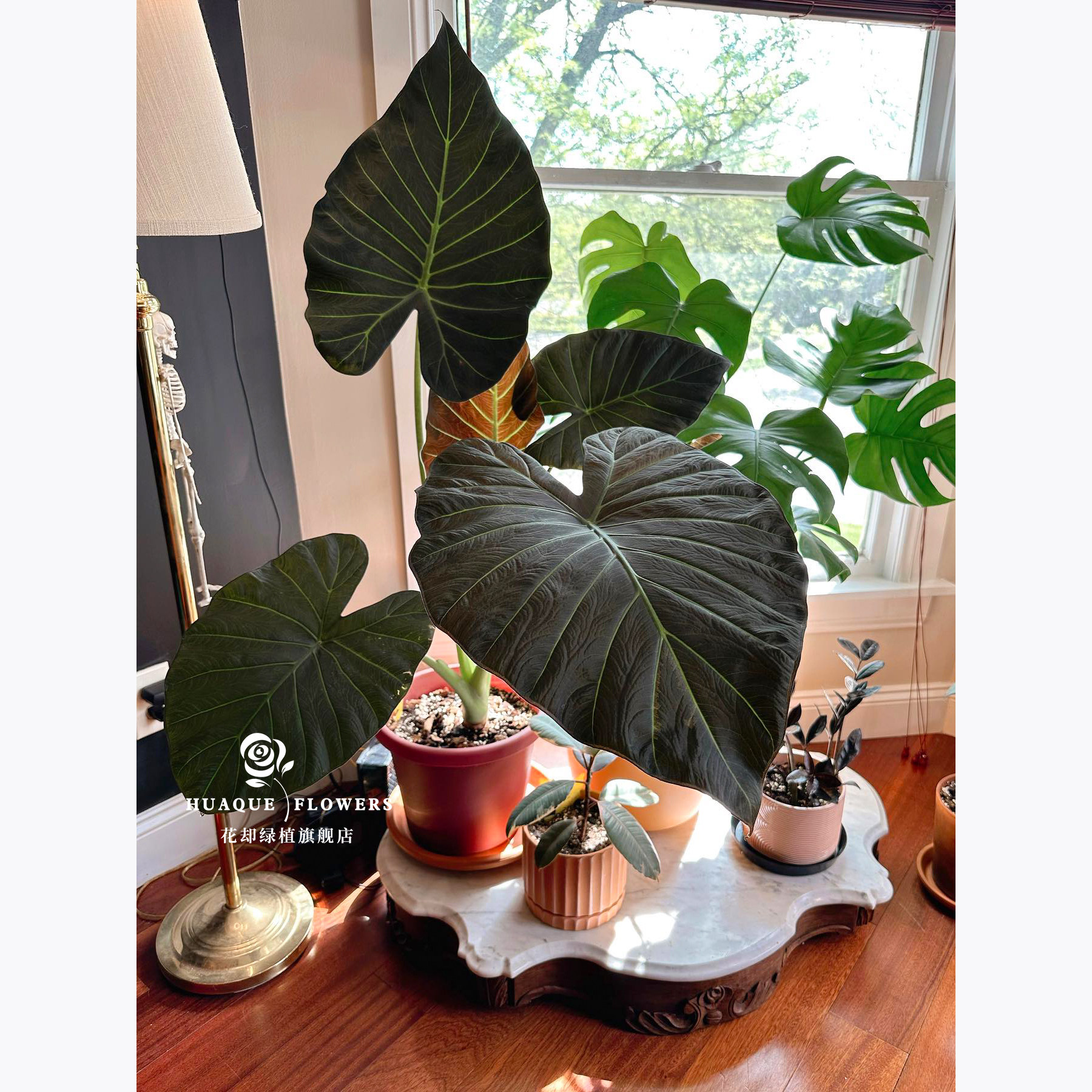 帝王盾海芋暗黑系大叶水培耐活图片