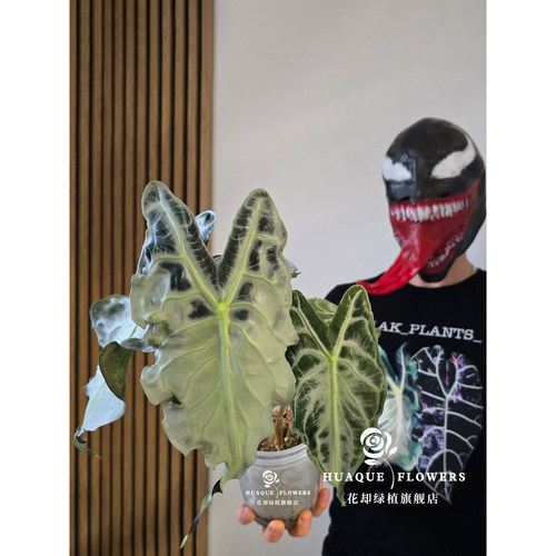 毒液海芋网红新奇室内桌面海芋