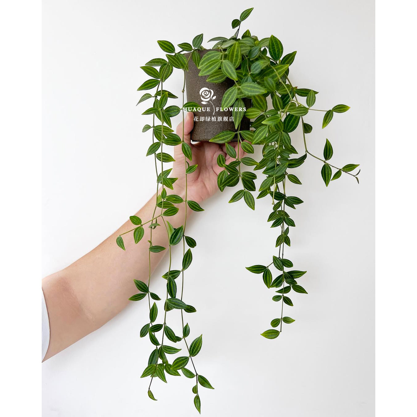 钻石翡翠盆栽室内垂吊植物桌面绿植吊兰懒人好养净化空气常绿藤蔓