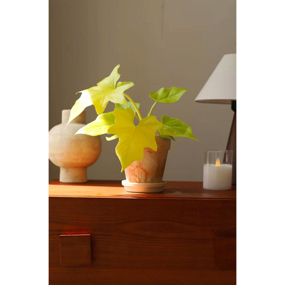 黄金春羽Philodendron Warscewiczii 瓦萨维奇蔓绿绒网红植物