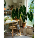 绿天鹅绒海芋AlocasiaFrydek丝绸感大叶ins植物入门级热植阳台