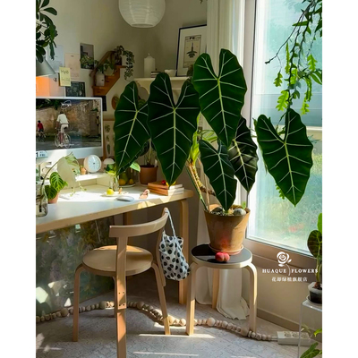 绿天鹅绒海芋AlocasiaFrydek丝绸感大叶ins植物入门级热植阳台