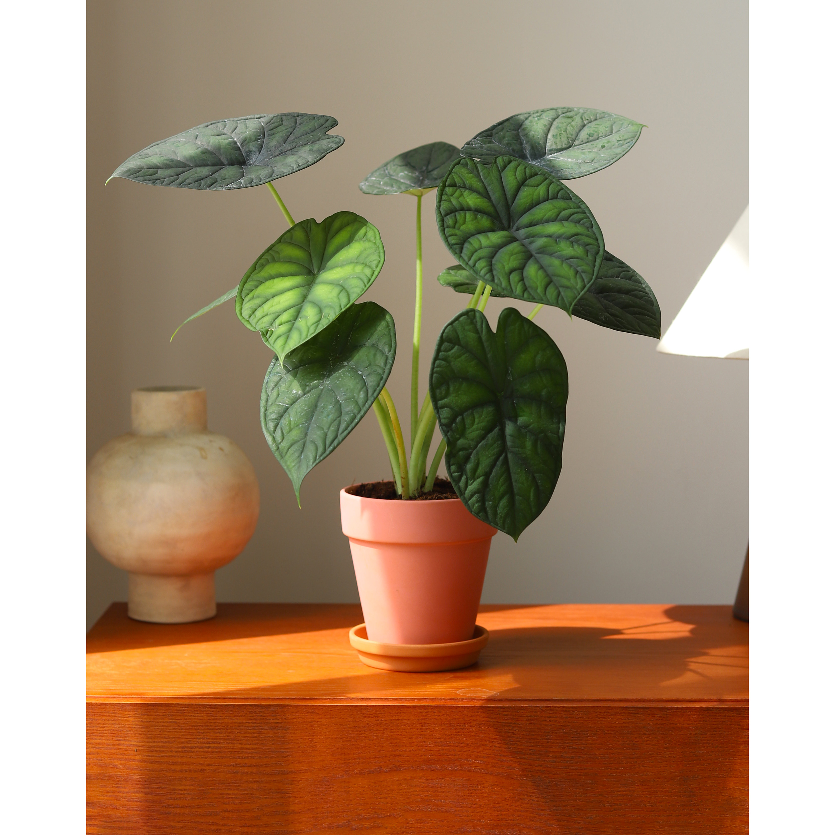 神盾海芋龙鳞新品种室内桌面纹理盆栽客厅高级感植物入门级海芋图片