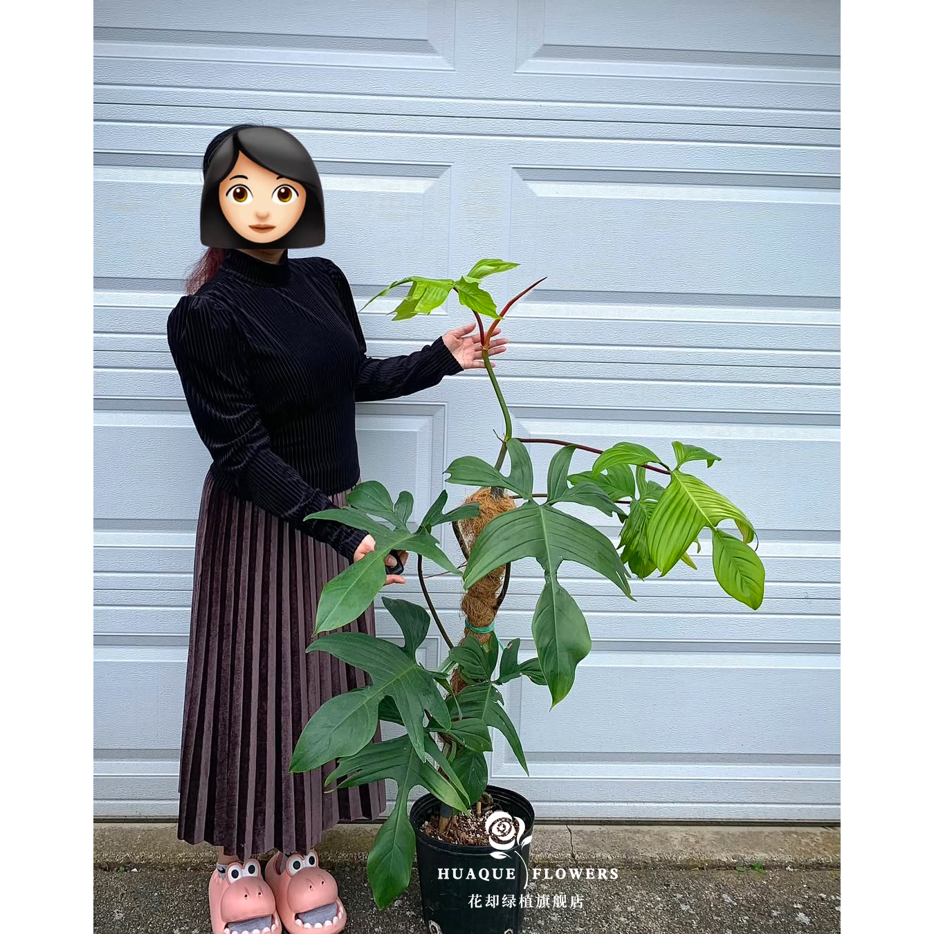 幽灵飞机佛罗里达蔓绿绒PhilodendronFlorida攀爬观叶绿植爬藤