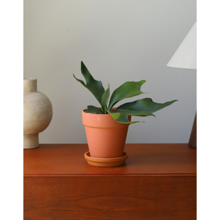 二岐鹿角蕨热带雨林植物挂板蕨类观叶盆栽景观造景INS北欧风