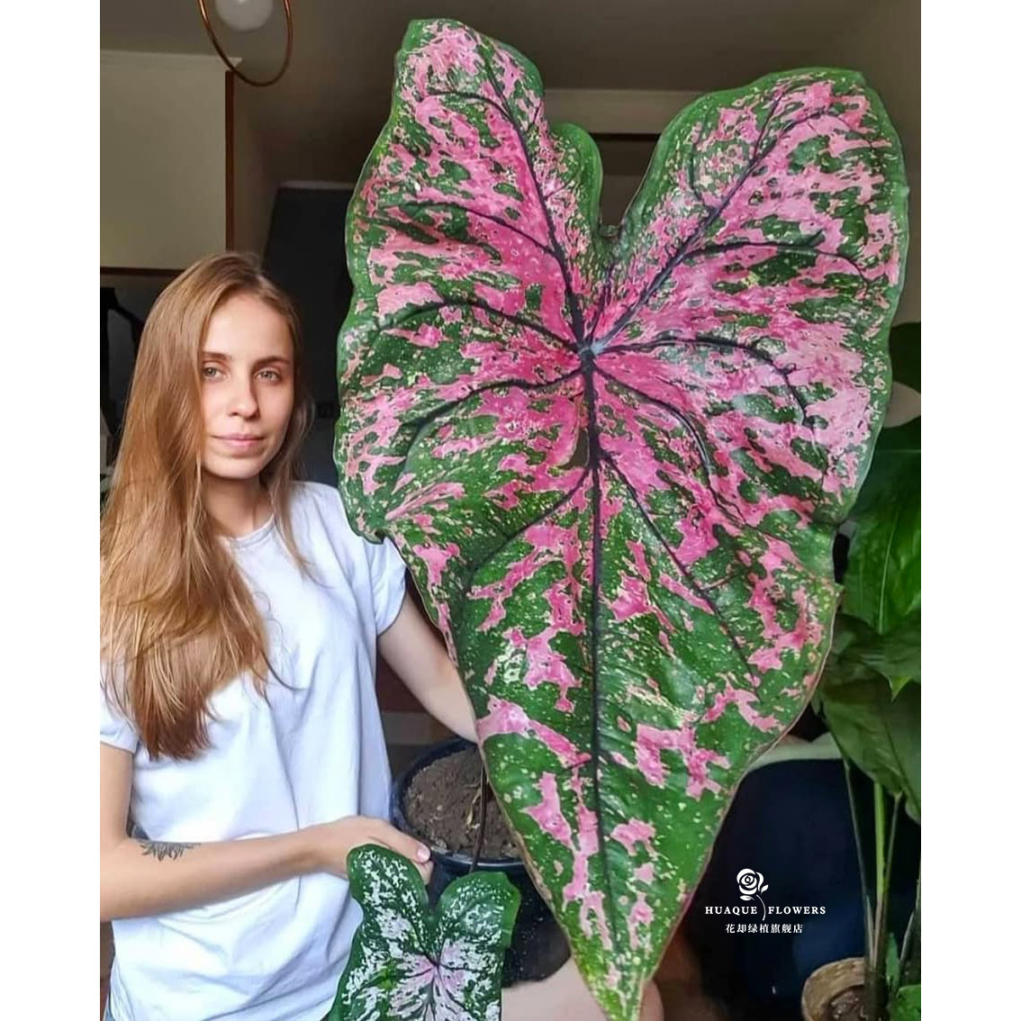 网红彩叶芋白恋人水培桌面盆栽图片